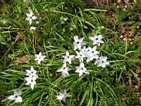 Crepis vesicaria subsp Stellata (fam. Asteracees) (Rg mediterraneennes) (2) (Photo F. Mrugala)